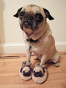 Pug Slippers 2